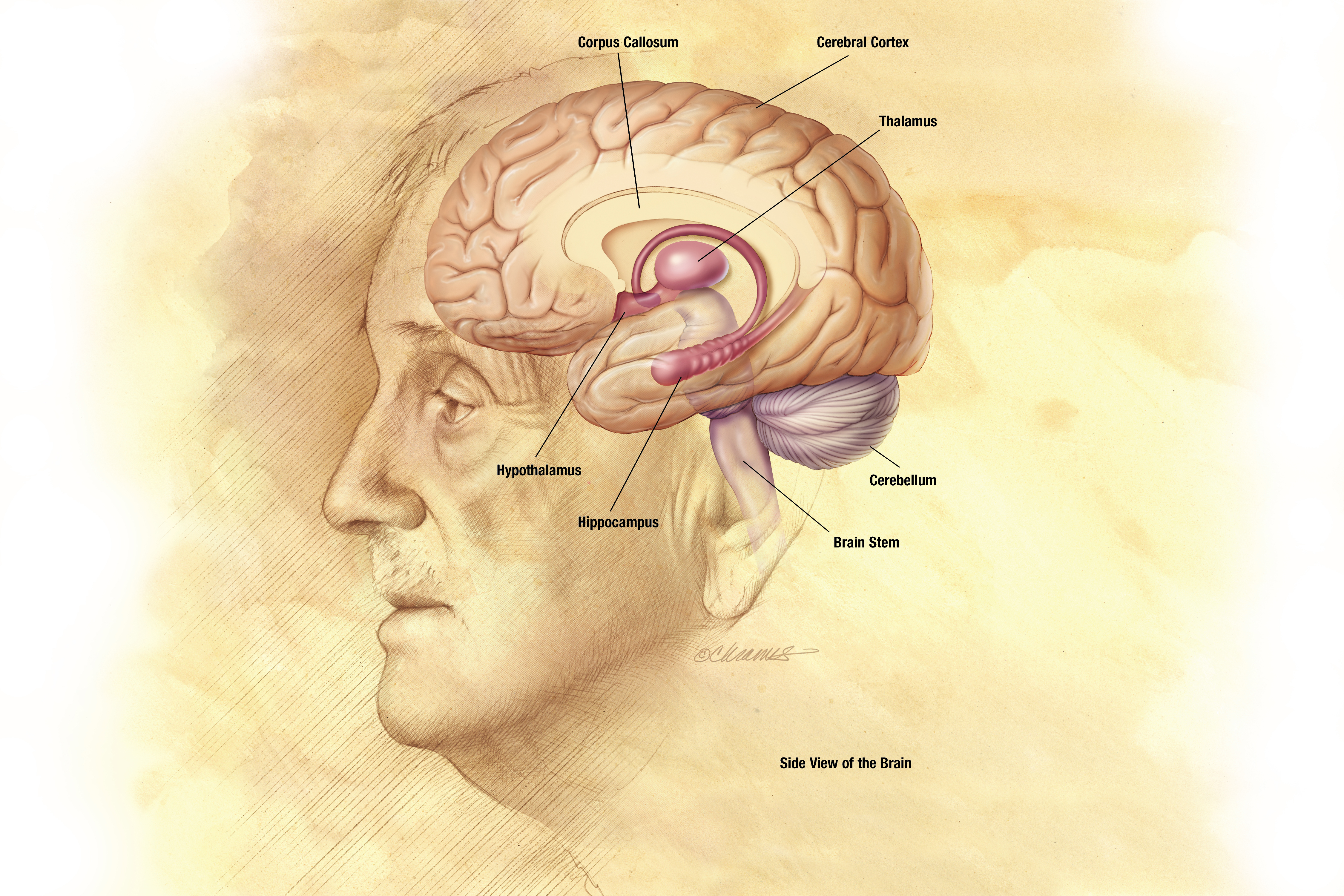 Эпилепсия нервной системы. Эпилепсия мозг. Головной мозг при эпилепсии. Эпилепсия таламус. Исследования головного мозга и нервной системы.